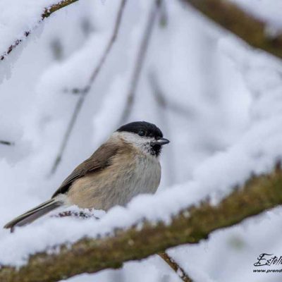 Mésange nonnette