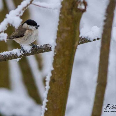 Mésange nonnette