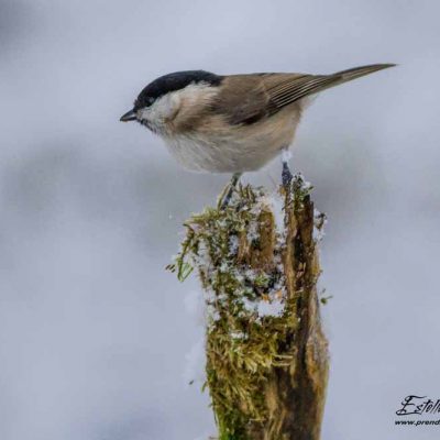 Mésange nonnette