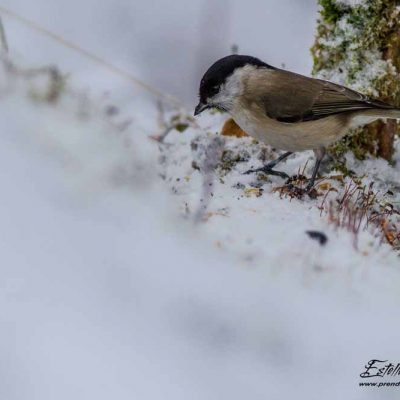 Mésange nonnette