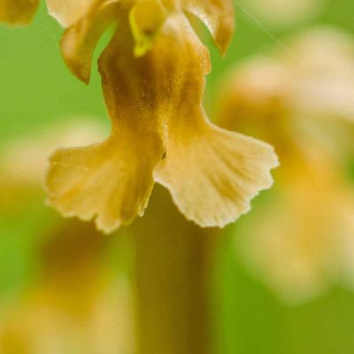 Néottie nid d'oiseau (Neottia nidus avis)