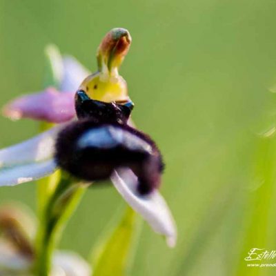 Ophrys de la Drôme (Ophrys drumana)