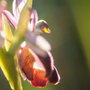 Ophrys de la Drôme (Ophrys drumana)