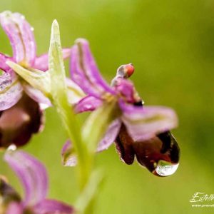 Ophrys de la Drôme (Ophrys drumana)