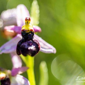 Ophrys de la Drôme (Ophrys drumana)