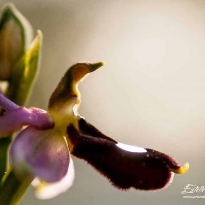 Ophrys de la Drôme (Ophrys drumana)