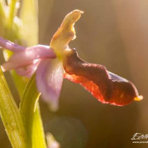 Ophrys de la Drôme (Ophrys drumana)