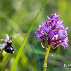 Ophrys de la Drôme et Orchis pyramidal