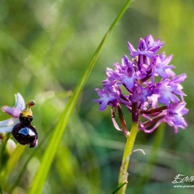 Ophrys de la Drôme et Orchis pyramidal