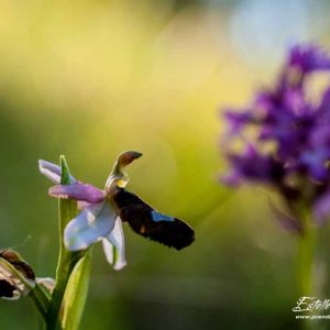 Ophrys de la Drôme (Ophrys drumana)