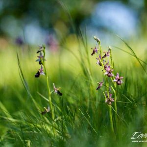 Ophrys de la Drôme (Ophrys drumana)