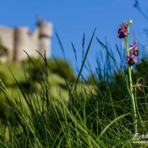 Ophrys de la Drôme (Ophrys drumana)