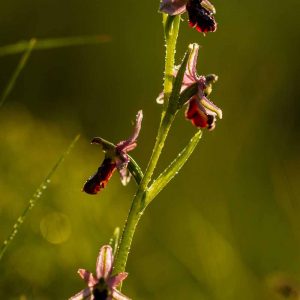 Ophrys de la Drôme (Ophrys drumana)