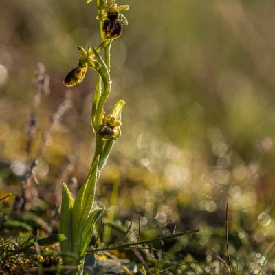 Ophrys de mars