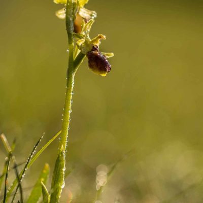 Ophrys de mars