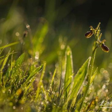 Orchidées précoces de Crussol