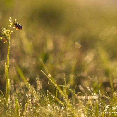 Ophrys de mars