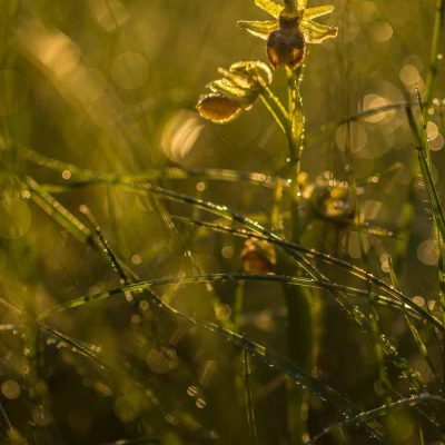 Ophrys de mars