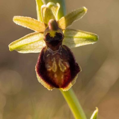 Ophrys de mars