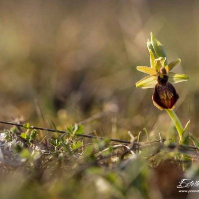 Ophrys de mars