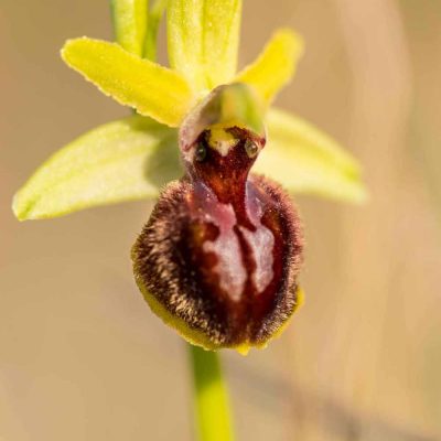 Ophrys de mars