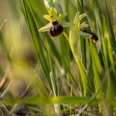 Ophrys de mars