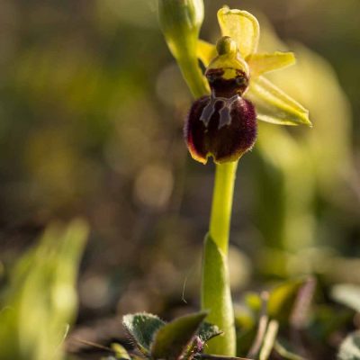 Ophrys de mars