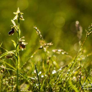 Ophrys petite araignée (Ophrys araneola)