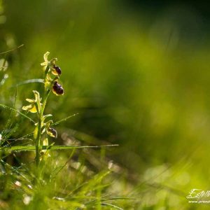 Ophrys petite araignée (Ophrys araneola)