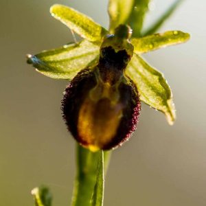 Ophrys petite araignée (Ophrys araneola)