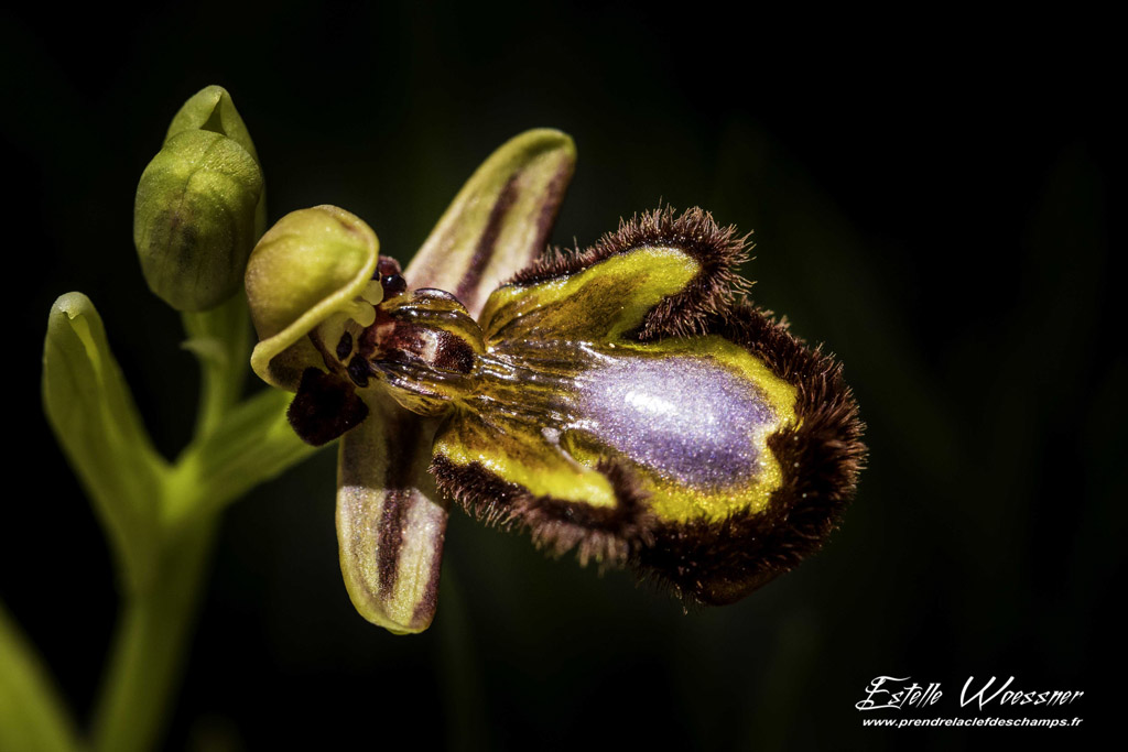 Ophrys speculum, Ophrys miroir