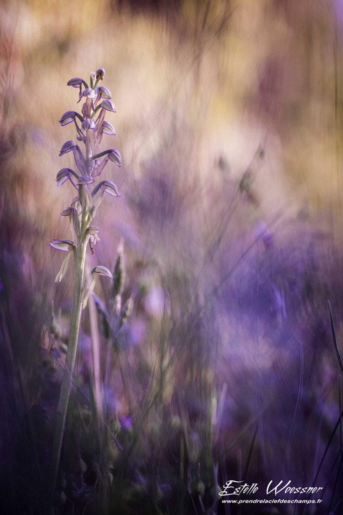 Orchis anthropophora, Orchis homme-pendu