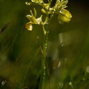 Orchis de Provence (Orchis provincialis)