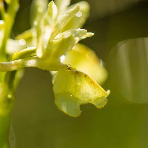 Orchis de Provence (Orchis provincialis)