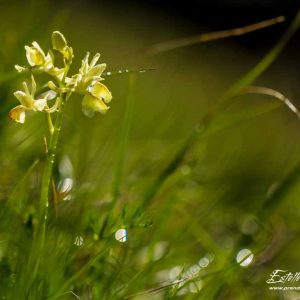 Orchis de Provence (Orchis provincialis)