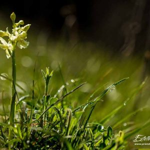 Orchis de Provence (Orchis provincialis)