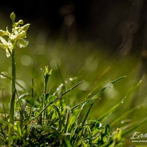 Orchis de Provence (Orchis provincialis)