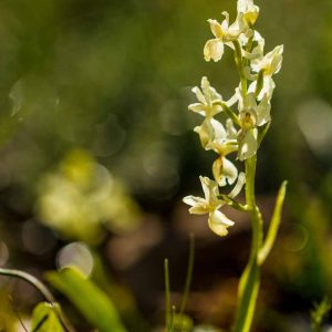 Orchis de Provence (Orchis provincialis)