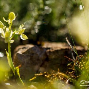 Orchis de Provence (Orchis provincialis)