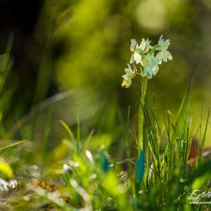 Orchis de Provence (Orchis provincialis)