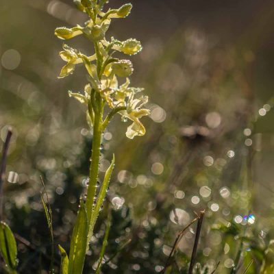 Orchis de Provence