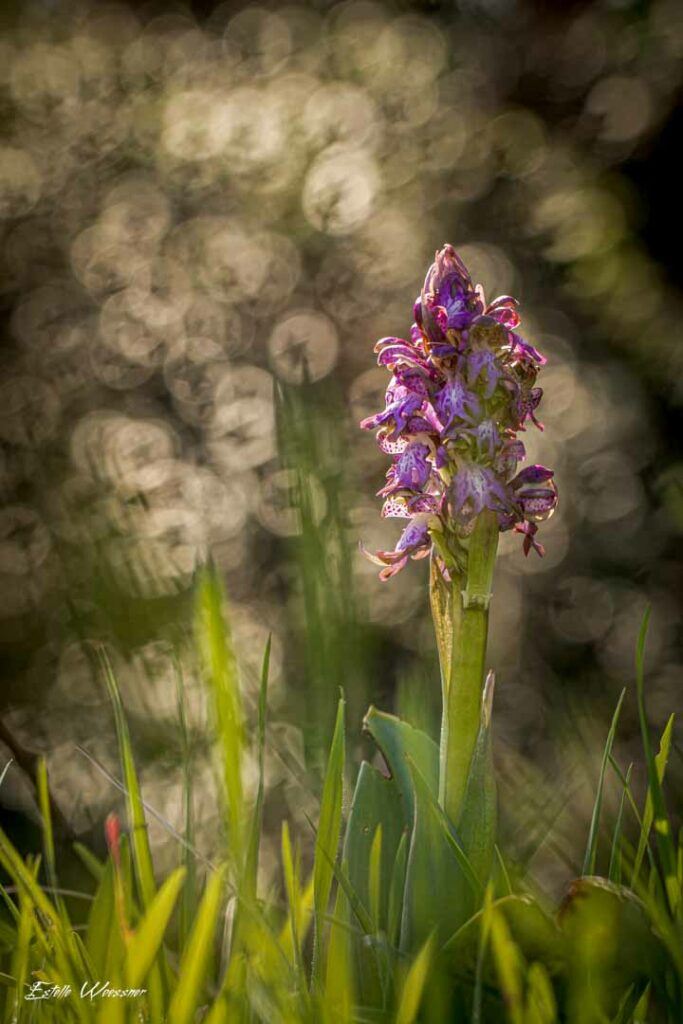 Himantoglossum robertianun, Orchis géant