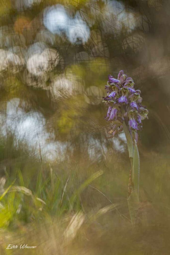 Himantoglossum robertianun, Orchis géant