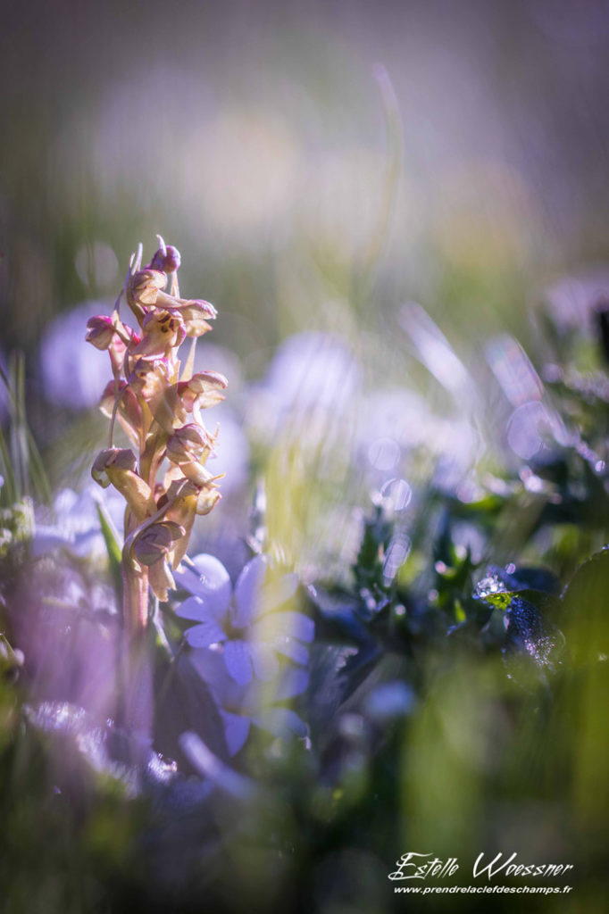 Dactylorhiza viridis, Orchis grenouille