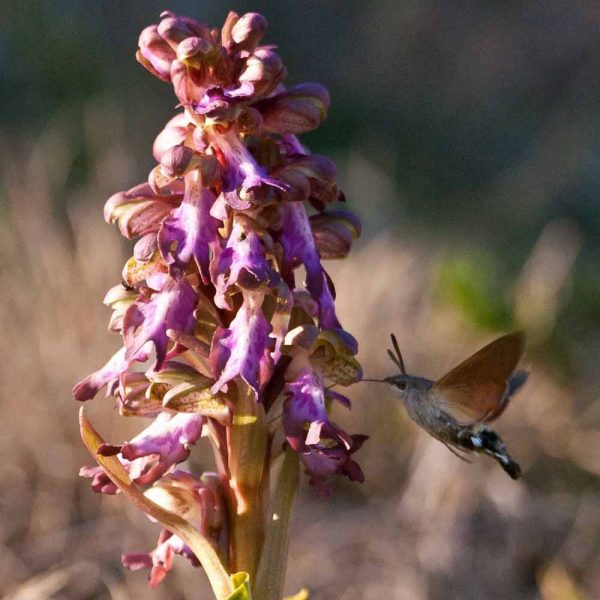 Moro-sphinx butinant un Orchis géant