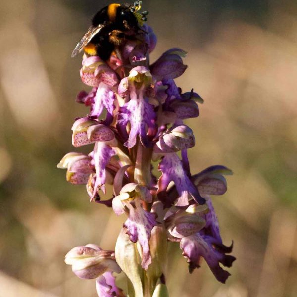 Bourdon butinant un Orchis géant