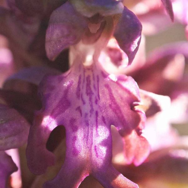 Orchis géant, fleur de face