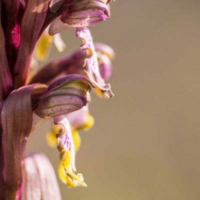Orchis géant