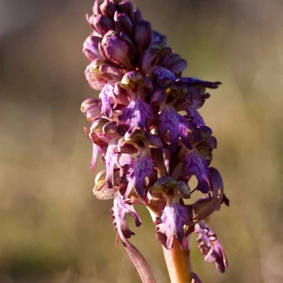 Orchis géant