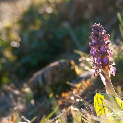 Orchis géant